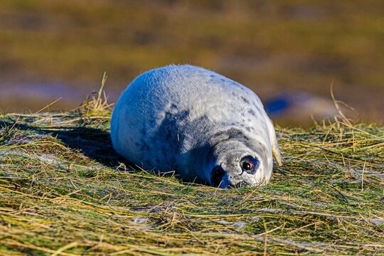 Cute little seal pup on a field with cut dry grass
