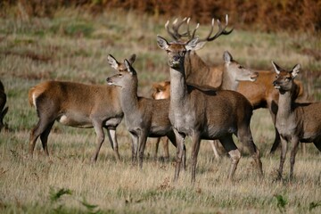 Naklejka na ściany i meble Herd of deer and their foals peacefully roaming in a lush green meadow