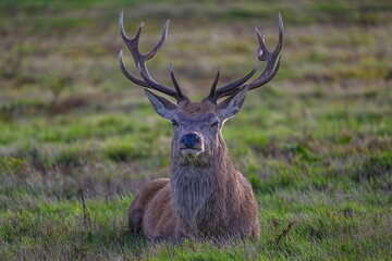 Majestic stag stands in a lush, green meadow, proudly displaying its large, stately antlers