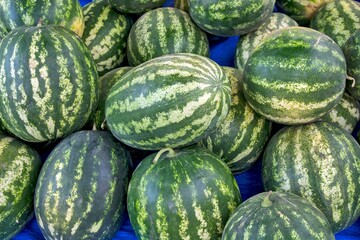 the green watermelons are all in a large bin