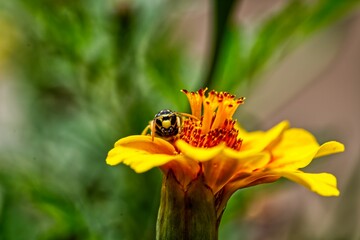 Close-up of a honey bee perched atop a bright yellow flower