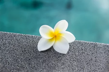 Fotobehang Frangipani flower next to the pool © Wirestock
