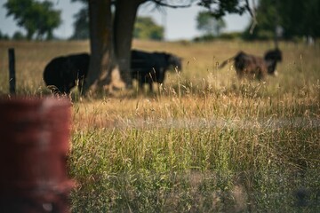 Herd of cows peacefully grazing in a dry grass pasture