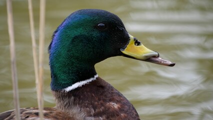 Close-up of a duck standing next to a pond with its tongue protruding from its beak