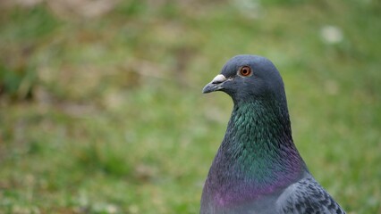 Close-up of a chrome-colored pigeon standing in a lush green meadow