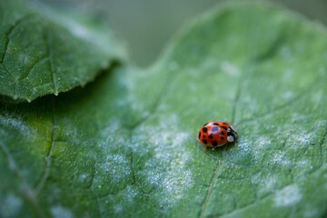 Small ladybug perched on a leaf