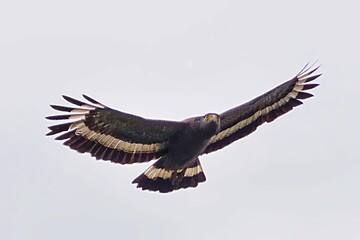 Crested Serpent eagle flying in sky