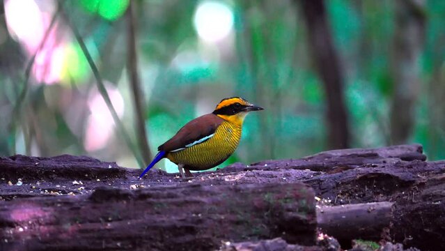 Small Javan banded pitta (Hydrornis guajanus) resting on a wood in a forest on blurred background