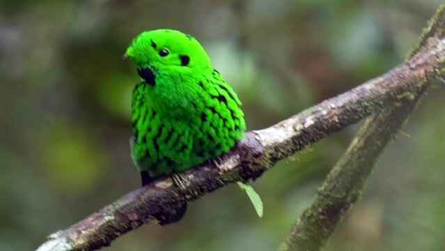 Beautiful Green broadbill (Calyptomena viridis) perched on the tree branch on a blurred background