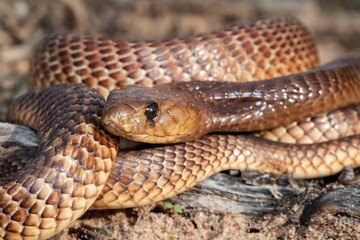 Close-up shot of a Cape Cobra a dangerously venomous snake species from Southern Africa