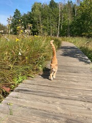 Ginger cat leisurely strolling down a wooden walkway situated close to a lush green grassy area