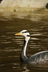 Close-up of a bar-headed goose swimming in a pond
