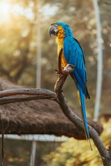 Vibrant blue and yellow macaw standing on a tree branch next to large umbrellas