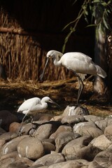 Idyllic scene of two white Egrets standing on the rocks in their enclosure
