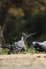 Vibrant close-up of blue pigeons eating on the floor, one of them alertly looking to its right