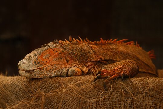 Close-up of an adorable orange iguana sleeping on a cloth