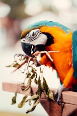 Vertical selective focus shot of an orange blue macaw bird eating a leaf off a branch