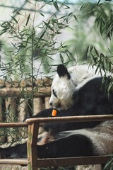 Adorable panda bear sitting on a wooden bench with a fresh carrot in its paws.