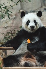 Adorable panda bear sitting on a wooden bench with a fresh carrot in its paws.