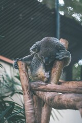 Cute koala bear perched on a wooden branch snoozing peacefully in its natural habitat.