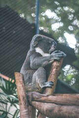 Cute koala bear perched on a wooden branch snoozing peacefully in its natural habitat.