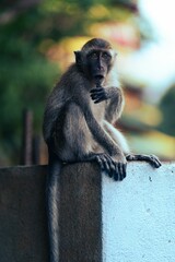 Curious primate perched atop a brick wall.