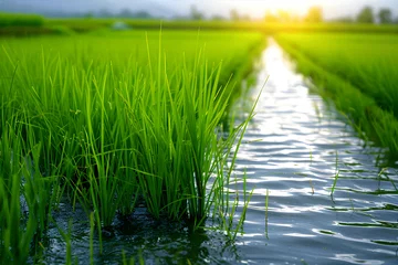 Foto op Canvas Landscape with paddy field. Eco friendly farming concept and rice cultivation. © Alexey