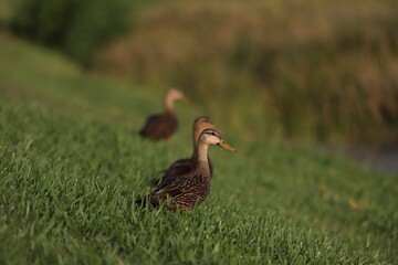 Small ducks waddling across a vibrant green grassy field.