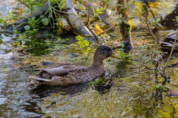 Closeup shot of a brown mallard duck swimming in a pond