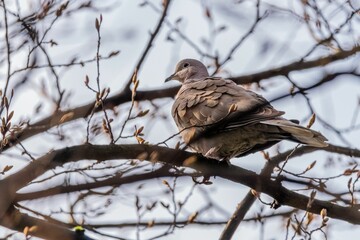 Wonderful pigeon perched on top of a branch in a tree