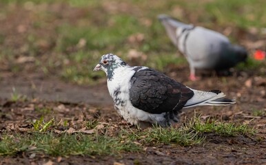 Two pigeons perched together on the grass and ground looking at something