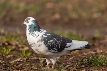 Pigeon perched on the ground outside by grass and soil