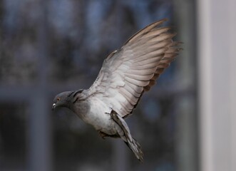 Pigeon flying in the air next to a window with a view of trees