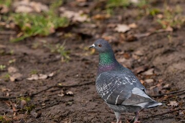 Pigeon perched on the ground outside by grass and soil