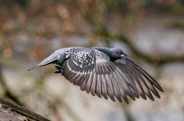 Single pigeon in flight against a blurred background