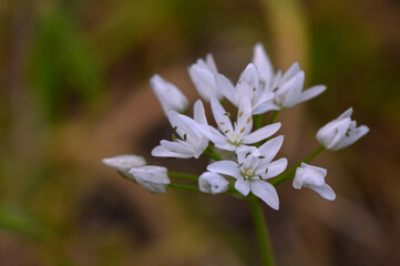 Flowering ramson (wild leek) or wild garlic, beautiful white flowers in nature, natural botanical outdoor background
