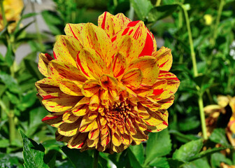 Dahlia (Painted Lady) in Schedel Arboretum and Gardens, Elmore, OH, October
