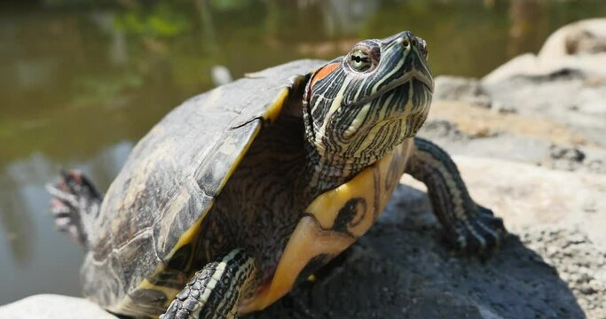 terrapin turtle sun bathe  basking close up turtle