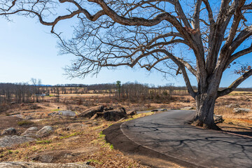 A witness tree to the battle of Gettysburg on Sickles Avenue in the Gettysburg National Military Park on a sunny winter day - obrazy, fototapety, plakaty