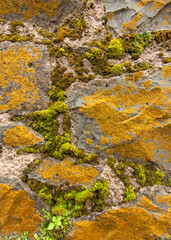 Background of old stone wall texture with moss