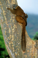 Fototapeta premium Lémurien fauve à front roux, femelle et jeune, eulemur fulvus rufus, Madagascar