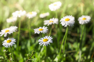 daisies in the grass. Daisy flowers on green grass, close up. Floral background