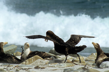 Pétrel géant, Macronectes giganteus, Southern Giant Petrel,  Iles Falkland, Malouines