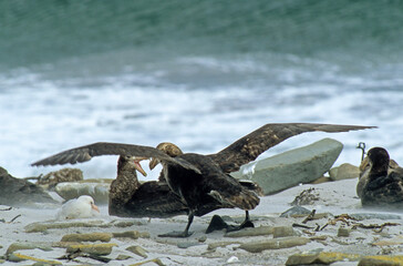 Pétrel géant, Macronectes giganteus, Southern Giant Petrel,  Iles Falkland, Malouines