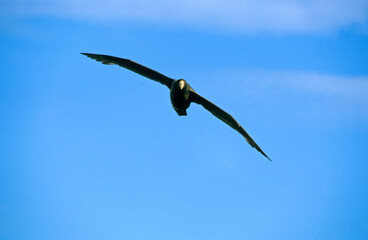 Pétrel géant, Macronectes giganteus, Southern Giant Petrel,  Iles Falkland, Malouines