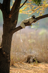 Lémurien, Propithéque de Vérreaux, Propithecus verreauxi, Madagascar