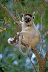 Lémurien, Propithéque de Vérreaux, Propithecus verreauxi, Madagascar