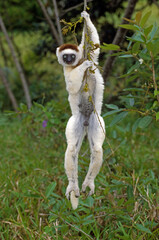Lémurien, Propithéque de Vérreaux, Propithecus verreauxi, Madagascar