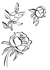 Handwriting lettering with peonies on retro style for card, t-shirts, posters, etc. White, black. Lettering, watercolor. Peonies on square shape. Illustration design banner.