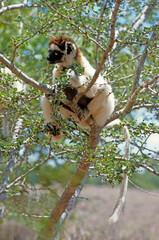 Fototapeta premium Lémurien, Propithéque de Vérreaux, Propithecus verreauxi, Madagascar
